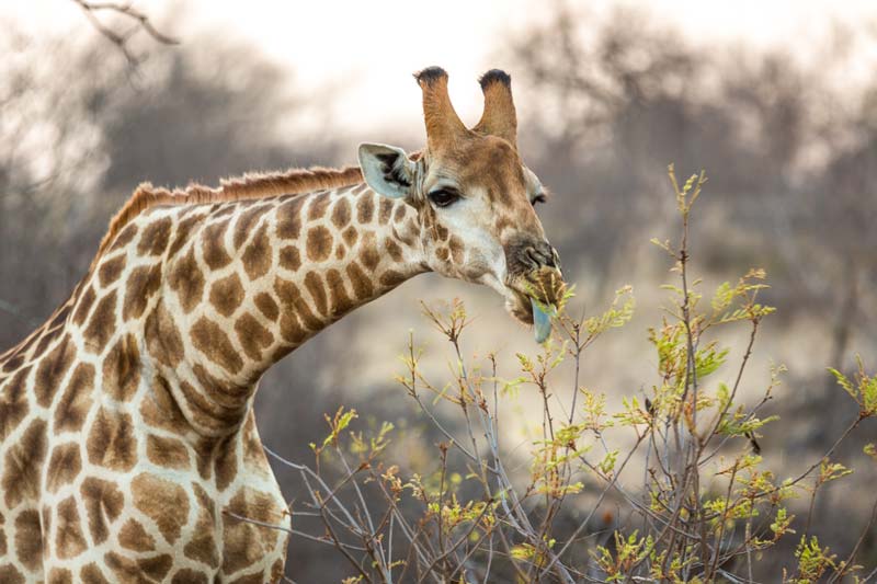 giraffe with blue tongue eating tree leaves