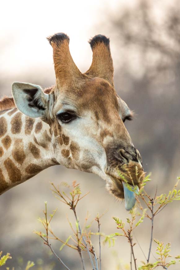 closeup of giraffe with a blue tongue