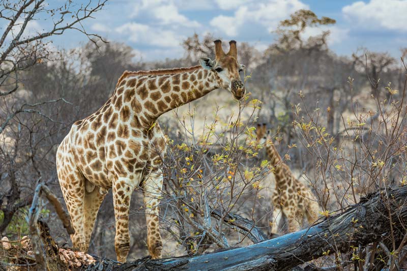 giraffe and baby feeding in the bush