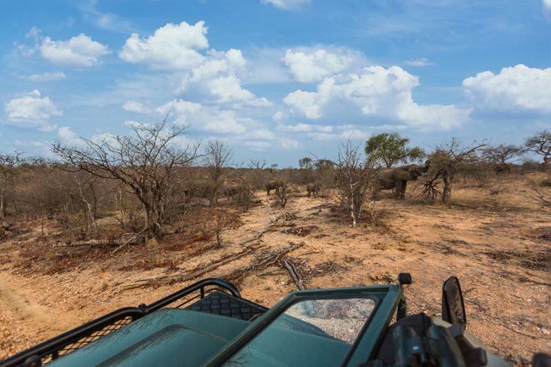 watching a group of elephant from a vehicle
