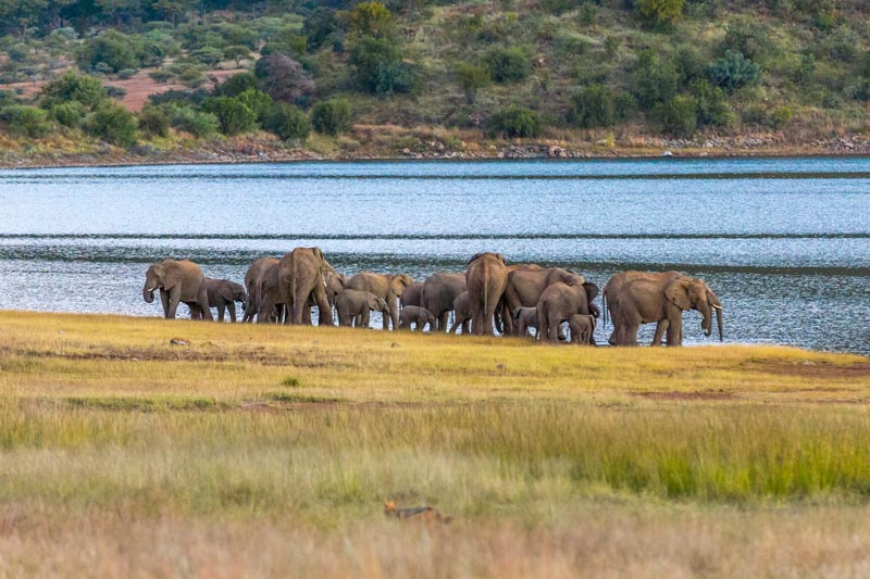 elephants down by the water