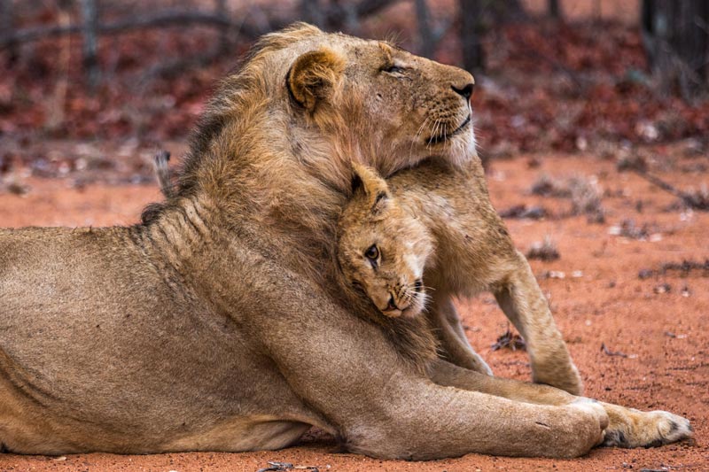lion cub leaning up against a large male lion