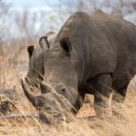 Picture of Rhino from motswari