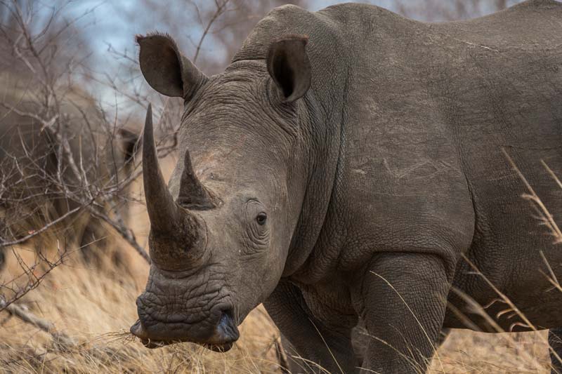 close up photograph of rhino
