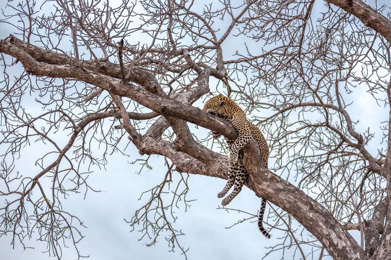 leopard asleep in a tree